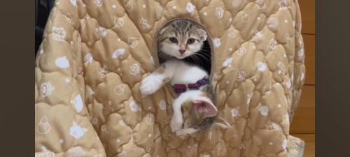 2匹の猫