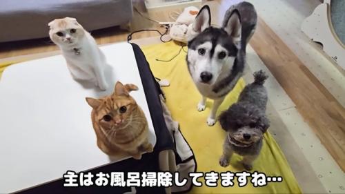 見上げる4匹