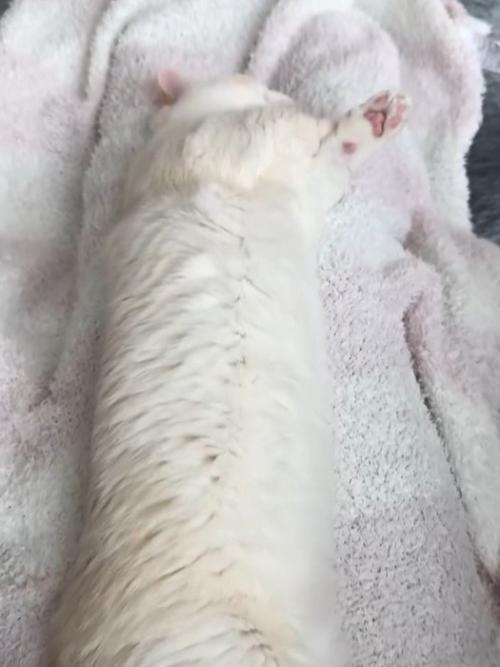横になる猫