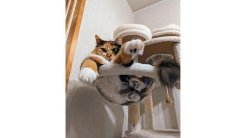 キャットタワーにいる猫