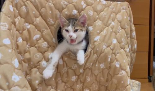 あくび猫