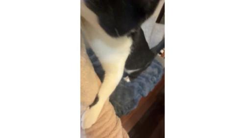 室内にいる猫