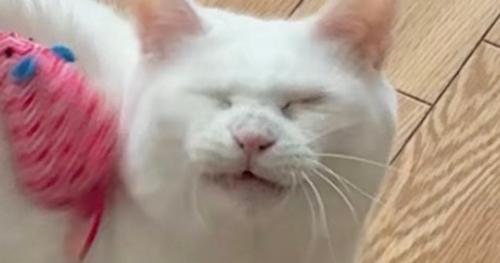 遊んでいる猫