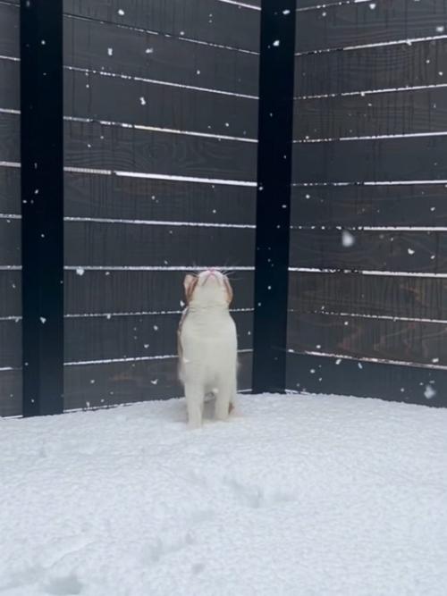 見上げる猫