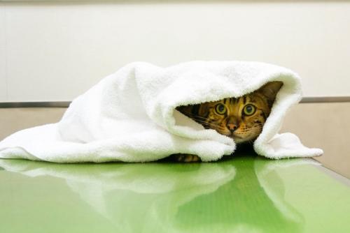 猫とタオル