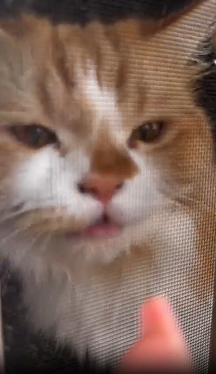 鳴く猫2
