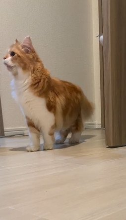 鳴く猫