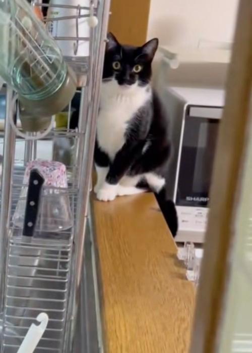正面猫