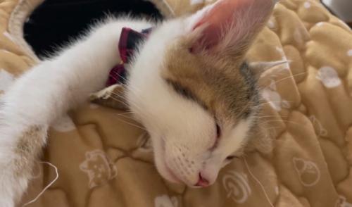 猫のアップ