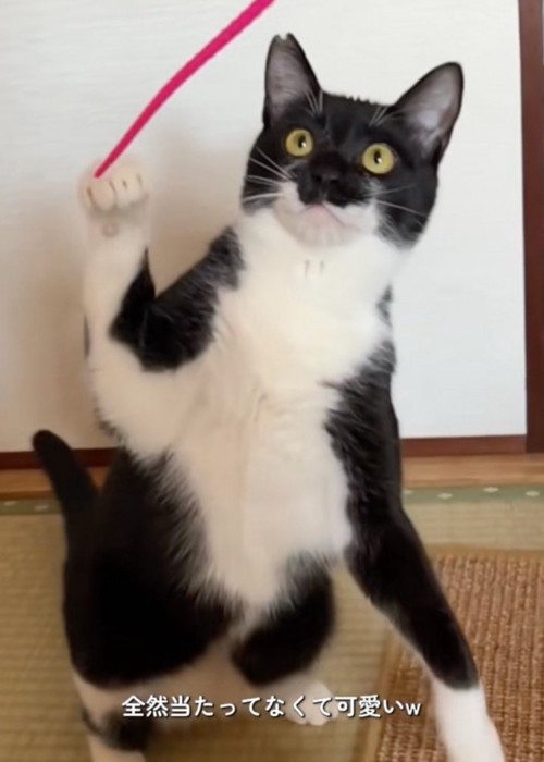 パンチする猫