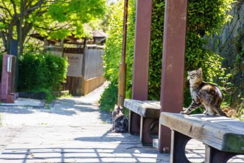 ベンチに乗る猫