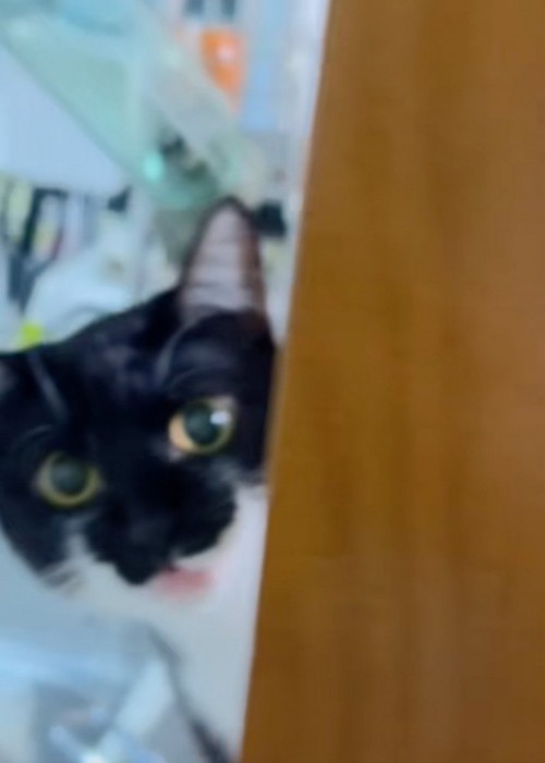 覗く猫