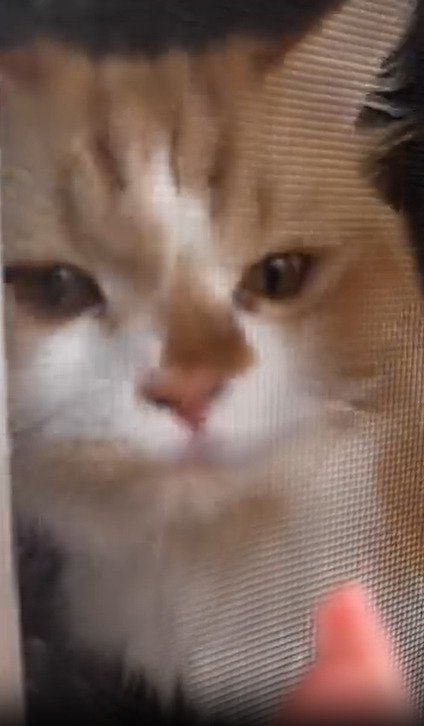 指を嗅ぐ猫