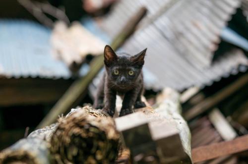 廃墟にたたずむ子猫