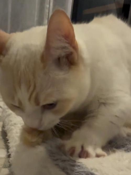 下を向く猫