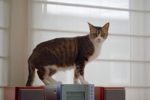 高所に登る猫