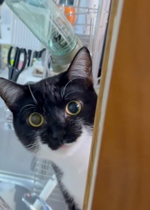 見上げる猫