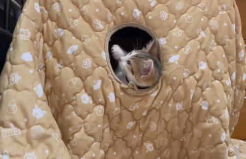 動く猫