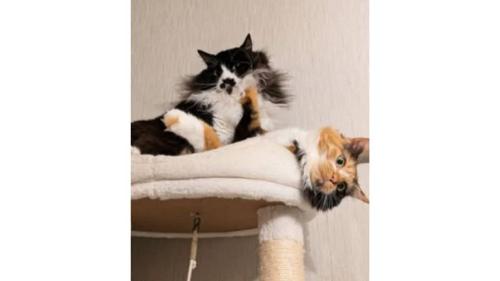 キャットタワーにいる猫たち