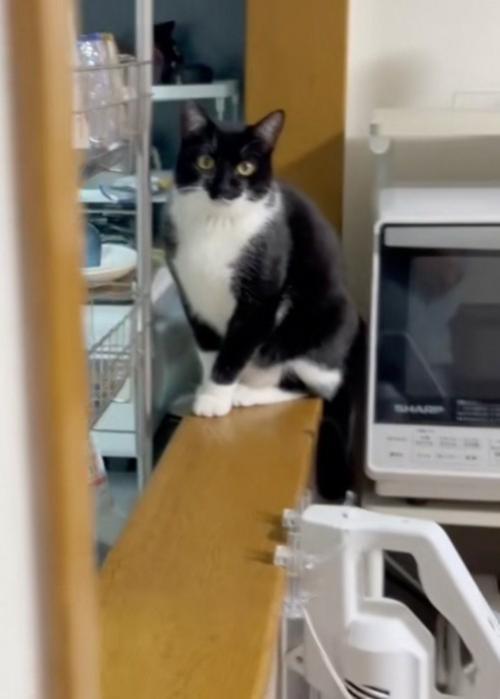 見つめる猫