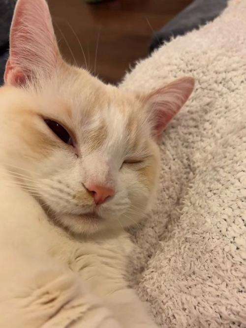 眠そうな猫の顔