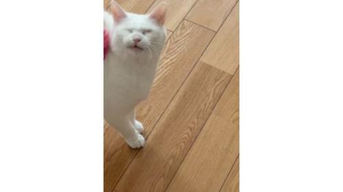 遊んでいる猫