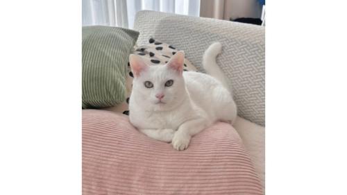 室内にいる猫