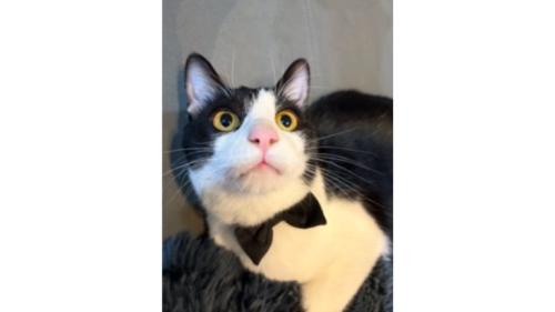 室内にいる猫
