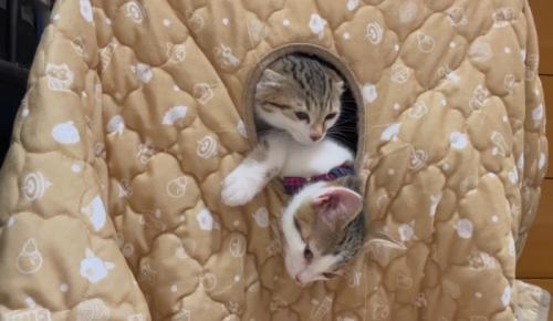 2匹の猫