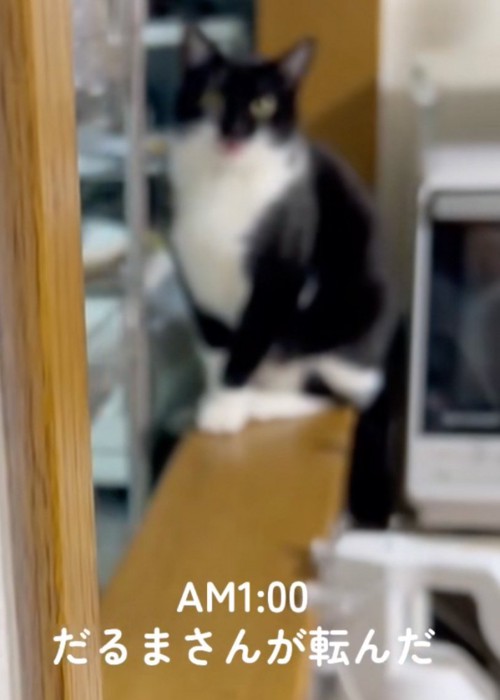 鳴く猫