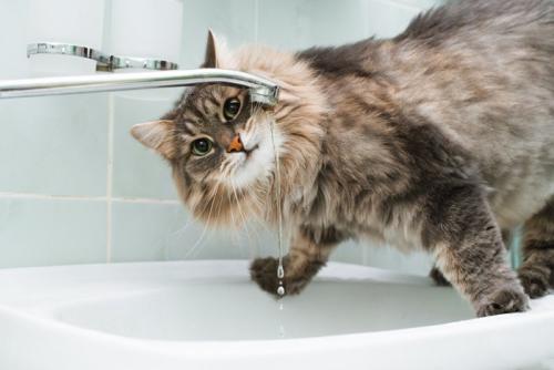 洗面台で遊ぶ猫