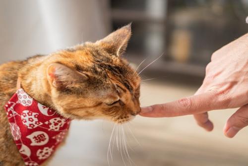 近づく猫