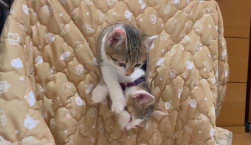 押しのける猫