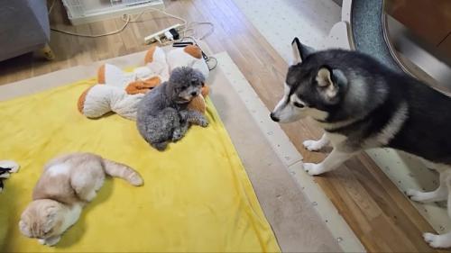 3匹集まって