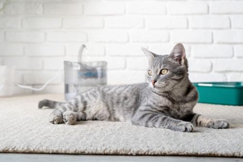 くつろぐ猫