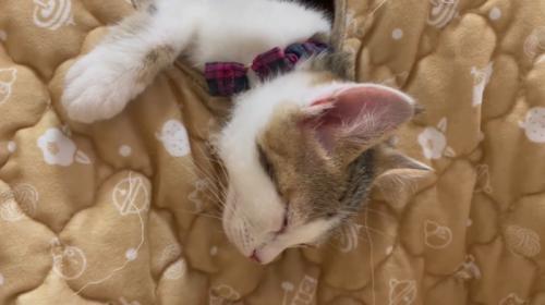 寝る猫