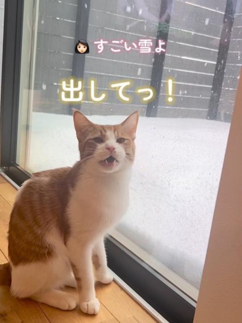 窓際で鳴く猫