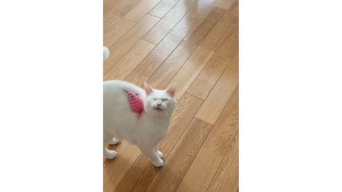 遊んでいる猫