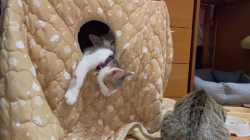 猫ハウス