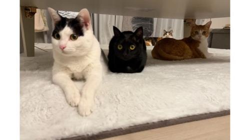 室内にいる猫たち