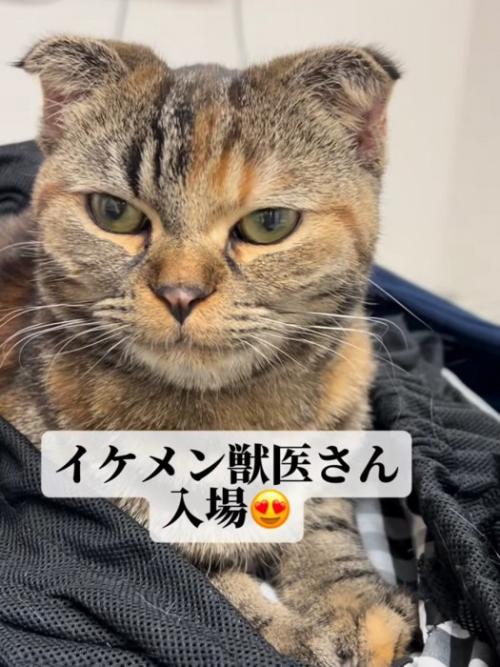 座っている猫の顔