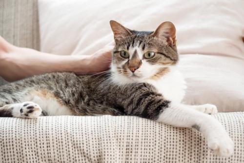 ソファの上で飼い主に撫でられる猫