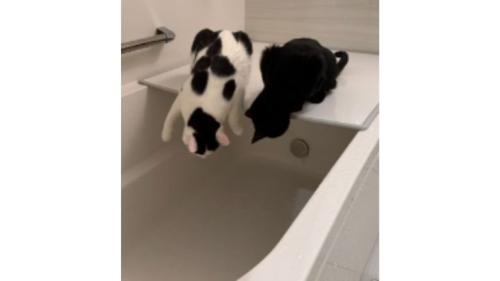 お風呂にいる猫たち