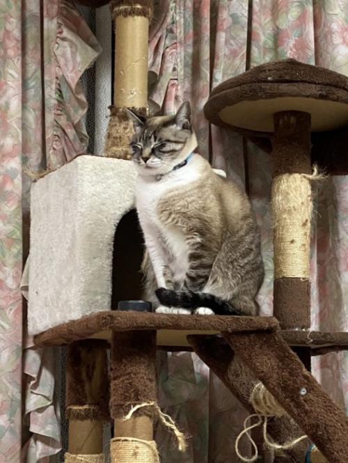 キャットタワーで座る子猫