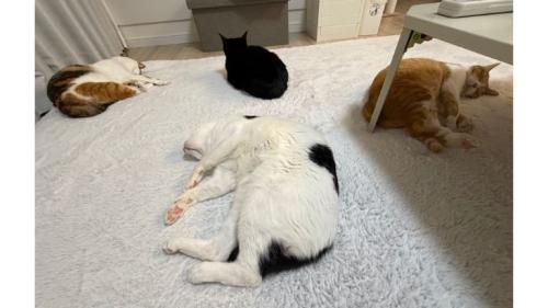 室内にいる猫たち