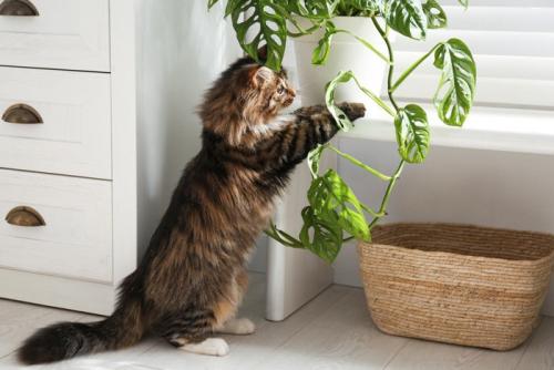 植物と猫