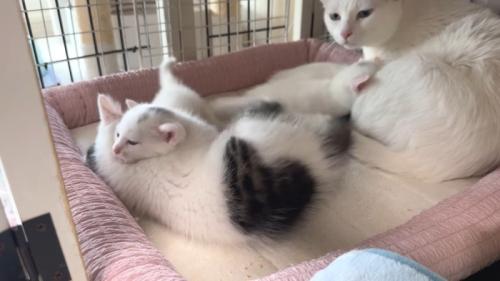 ニャンプロ