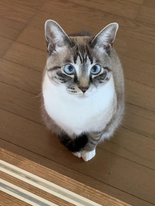 青い目の猫