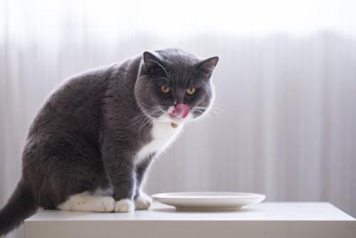 口のまわりを舐める猫