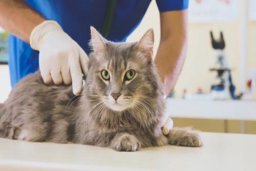 動物病院で診察される猫